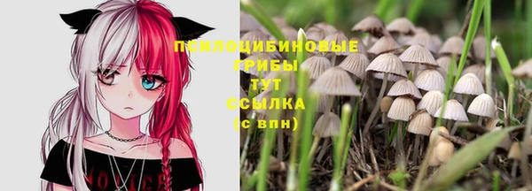 гашик Алексин